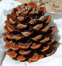 220px Pine cone with nuts