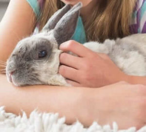 How to Build Trust with Your Pet Rabbit