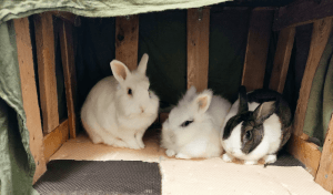 rabbit place κουνελοαρχοντάκια
