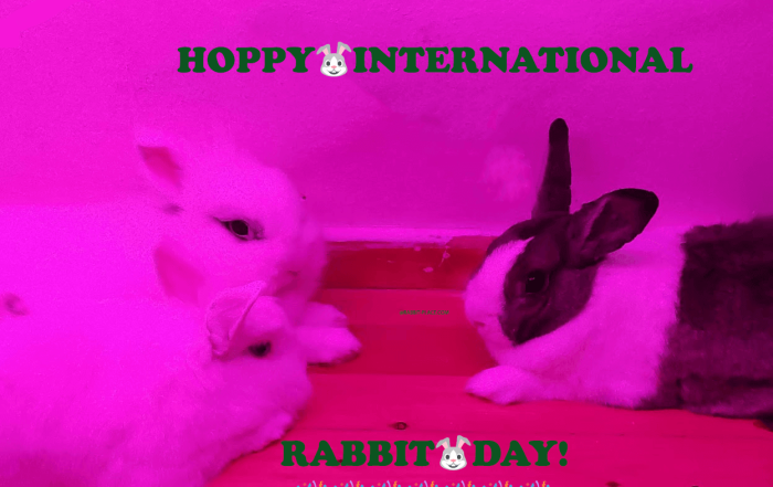 international rabbit day in Greece