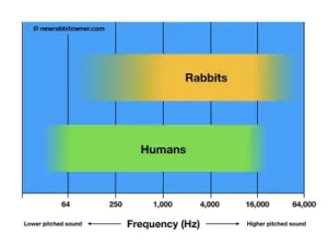 rabbit hearing infographic.001